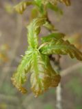 Quercus robur