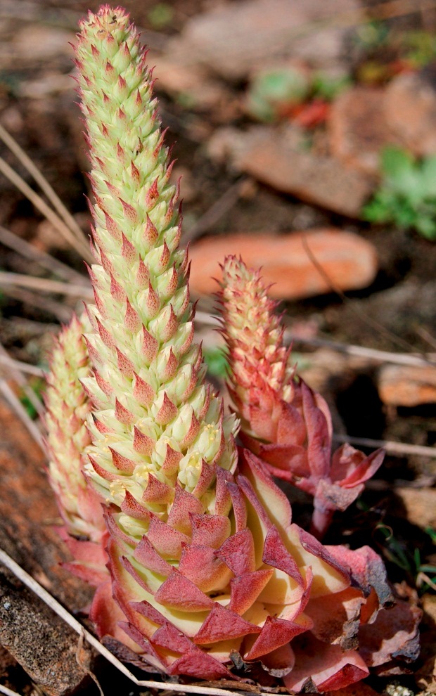 Изображение особи Orostachys malacophylla.