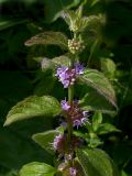 Mentha arvensis