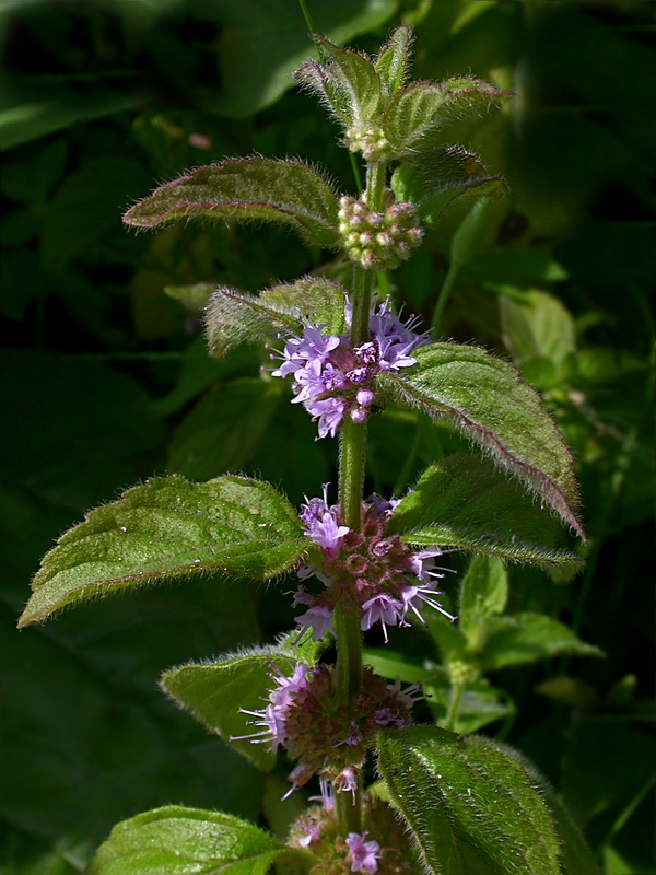 Изображение особи Mentha arvensis.