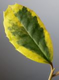 Ilex aquifolium. Лист с пестрой жёлто-зелёной окраской ('Aurea marginata'). Германия, г. Кемпен, у велосипедной дорожки. 25.03.2013.