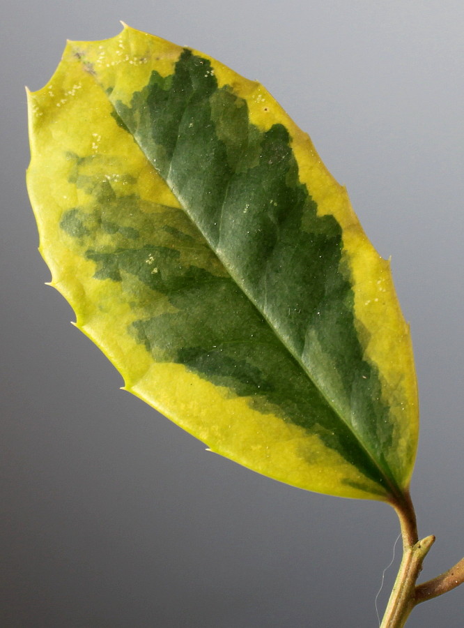 Image of Ilex aquifolium specimen.