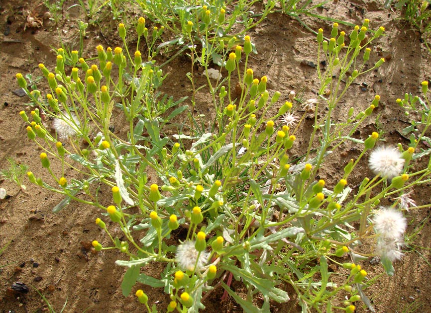 Изображение особи Senecio vulgaris.