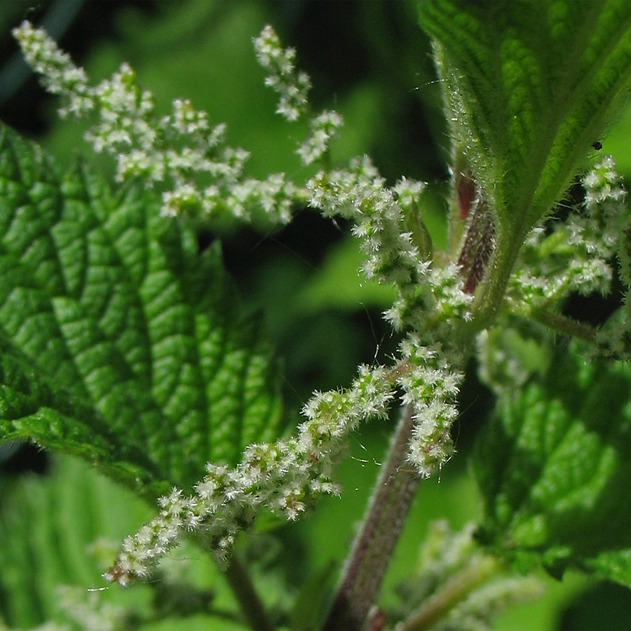 Изображение особи Urtica dioica.