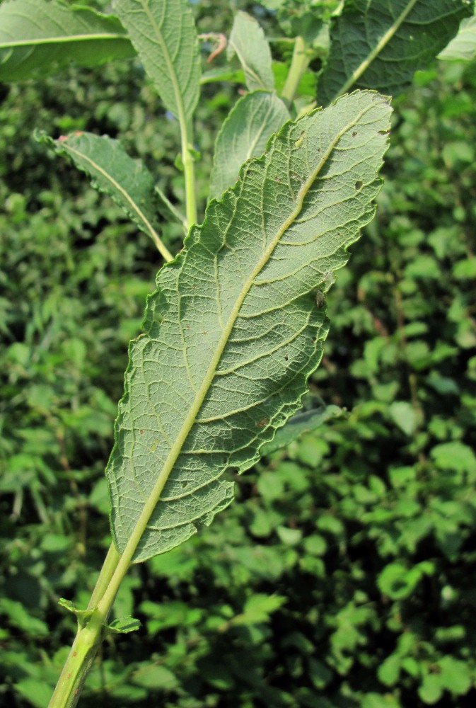 Изображение особи Salix &times; reichardtii.