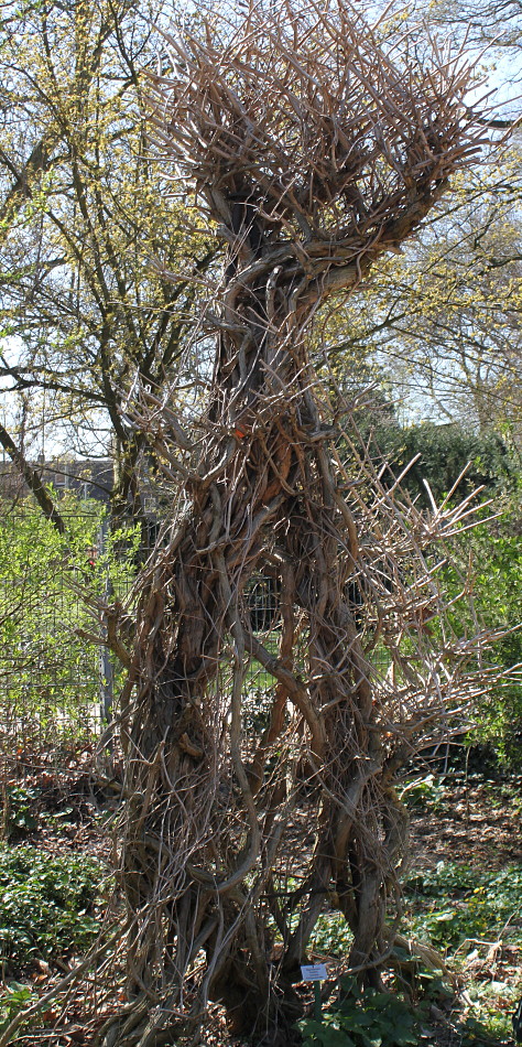 Image of Campsis radicans specimen.