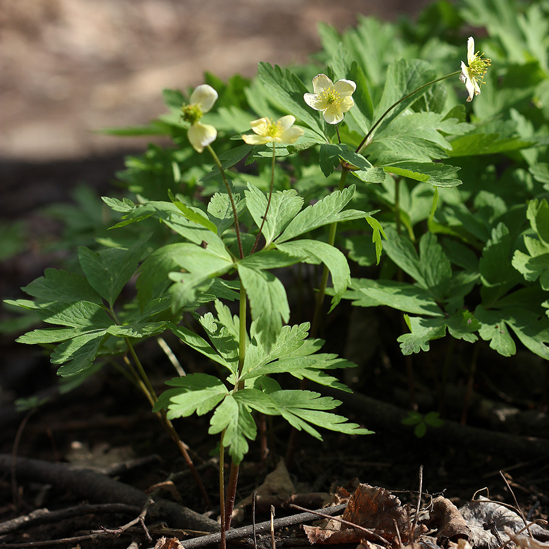 Изображение особи Anemone &times; lipsiensis.