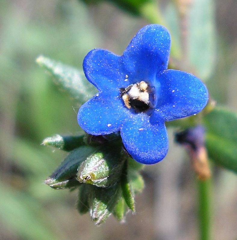 Image of Anchusa gmelinii specimen.