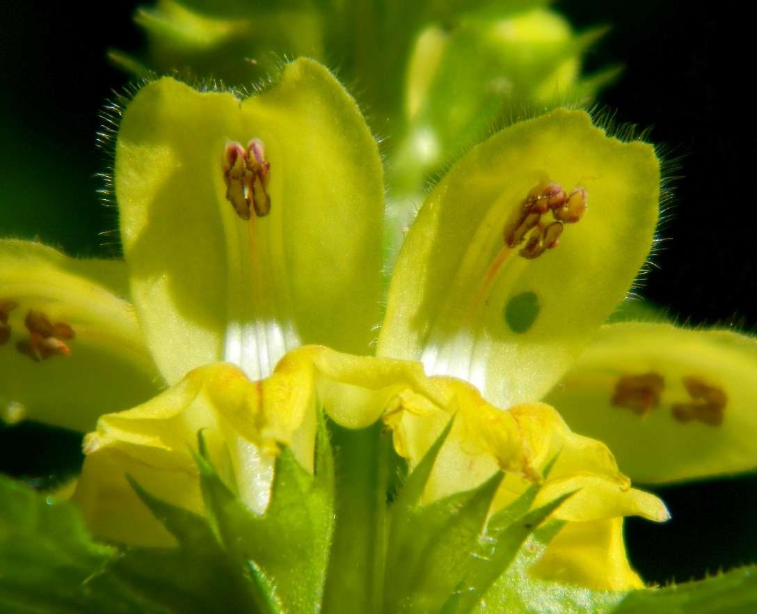 Image of Galeobdolon luteum specimen.