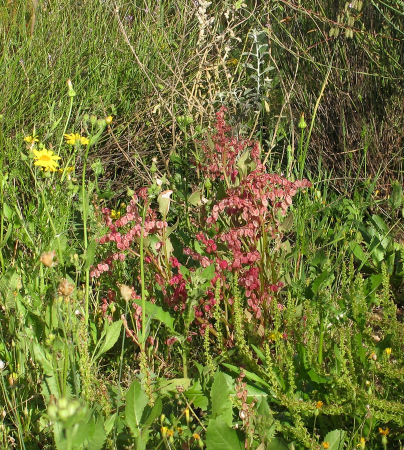 Изображение особи Rumex vesicarius.