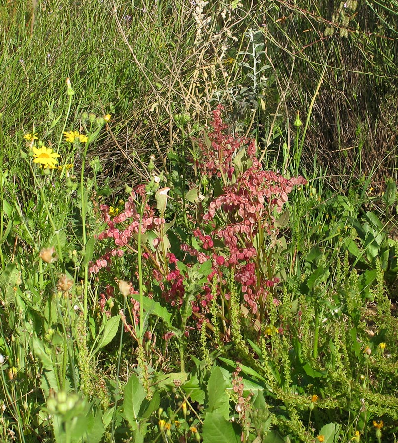 Image of Rumex vesicarius specimen.