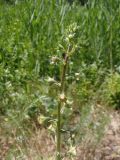 Verbascum blattaria. Верхняя часть соцветия с нераспустившимися бутонами. Украина, г. Запорожье, возле Детской железной дороги. 02.06.2013.