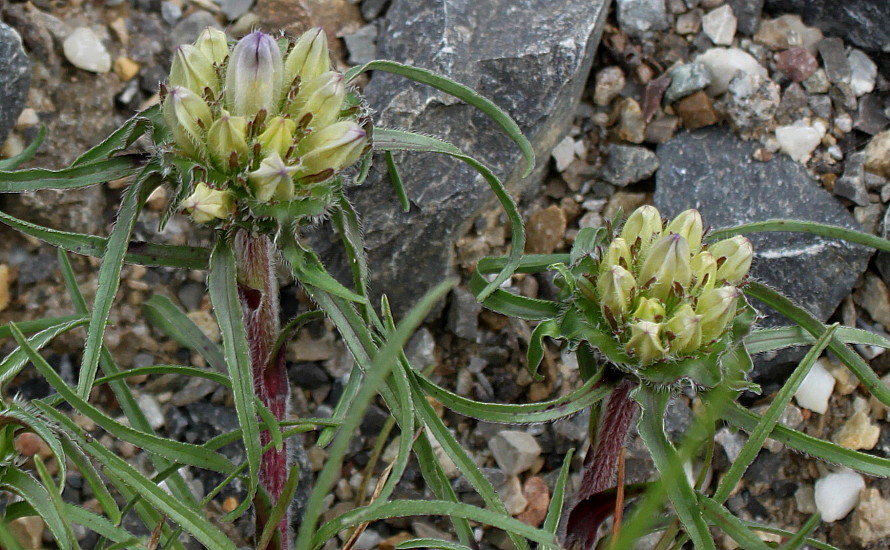 Image of genus Campanula specimen.