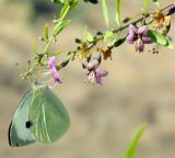 Lycium barbarum. Цветущая веточка с кормящейся бабочкой-капустницей (Pieris brassicae). Крым, Керченский п-ов, окр. пос. Курортное, песчаная перемычка между озером Чокрак и Азовским морем. Июнь 2010 г.