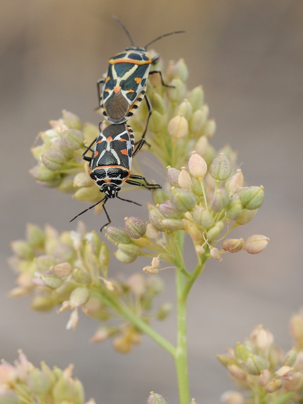 Изображение особи Lepidium latifolium.