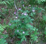 Geranium sylvaticum