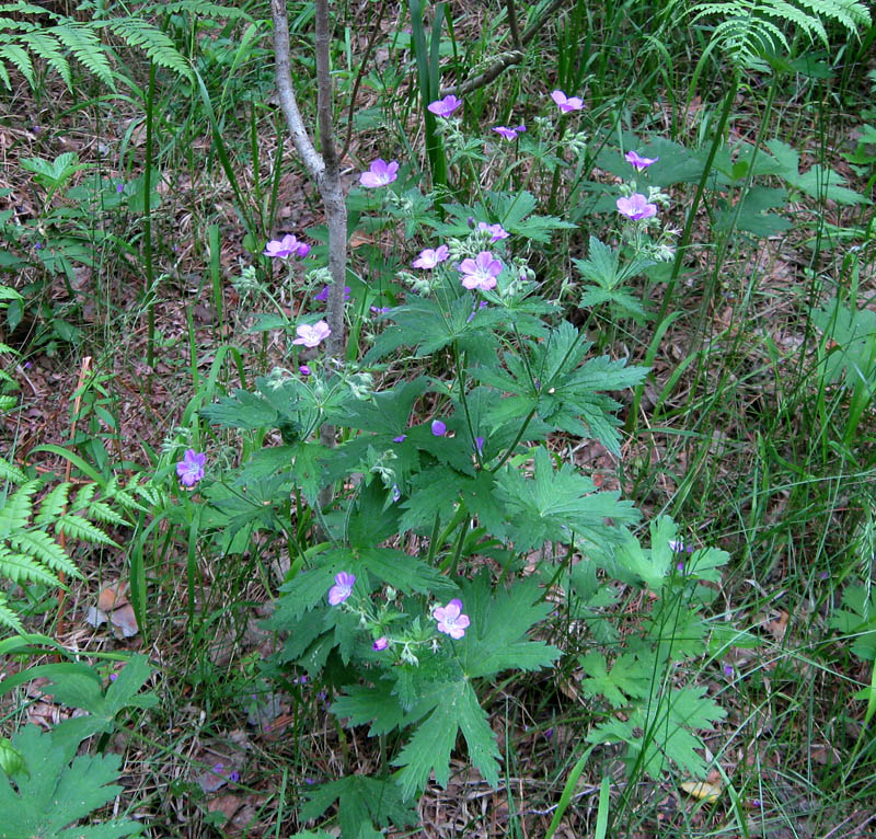 Изображение особи Geranium sylvaticum.