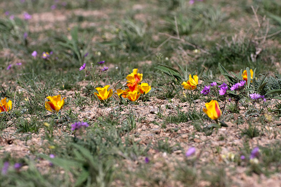 Изображение особи Tulipa greigii.