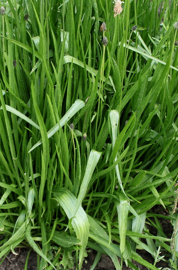 Image of Plantago altissima specimen.