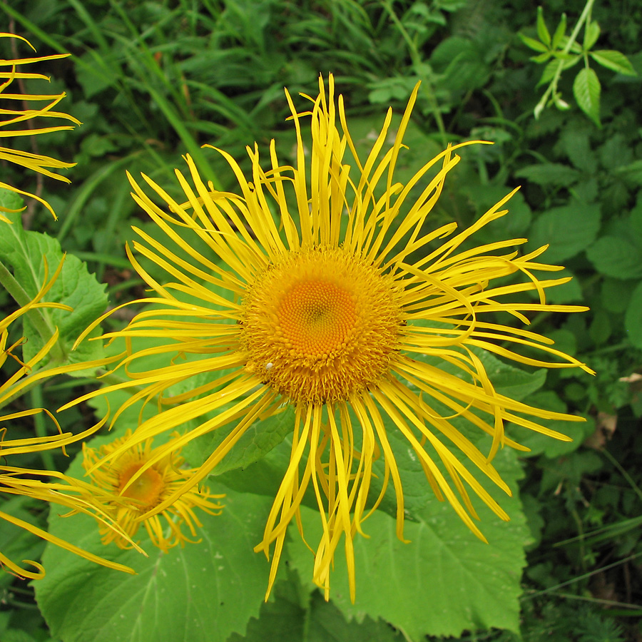 Изображение особи Telekia speciosa.