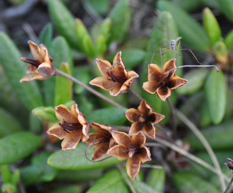 Image of Rhododendron aureum specimen.