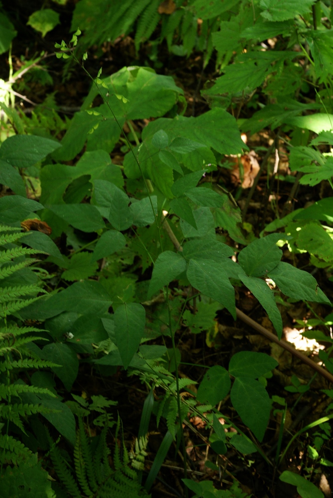 Изображение особи Podocarpium mandshuricum.