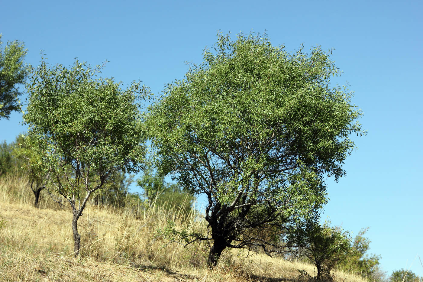 Image of Amygdalus communis specimen.
