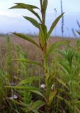 Solidago gigantea