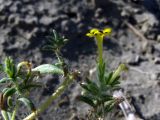 Arnebia decumbens. Цветок (вид сбоку). Узбекистан, Бухарская обл., бугристые пески южнее озера Денгизкуль. 04.06.2009.