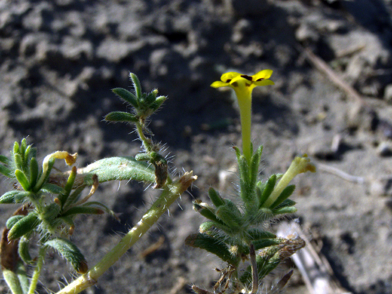 Изображение особи Arnebia decumbens.