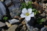 Cerastium lithospermifolium