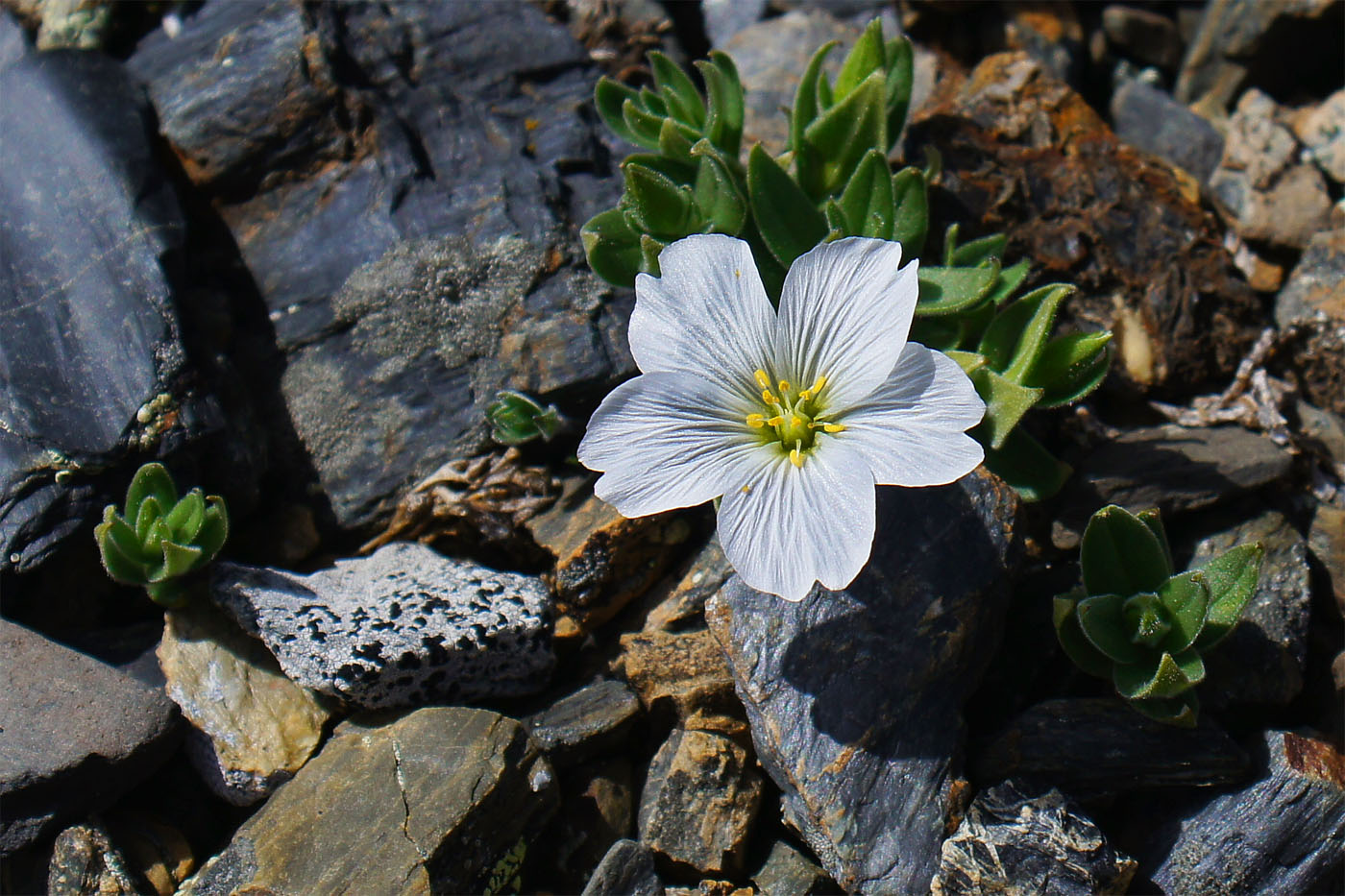 Image of Cerastium lithospermifolium specimen.