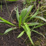 Plantago lanceolata. Прикорневая розетка листьев. Краснодарский край, Крымский р-н, окр. ст. Нижнебаканская, разнотравный луг. 22.09.2013.