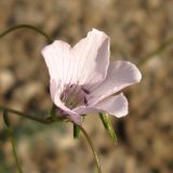 Linum tenuifolium. Цветок. Краснодарский край, окр. г. Геленджик, щель Прасковеевская, обочина дороги по склону хребта над селом Прасковеевка. 21.09.2013.