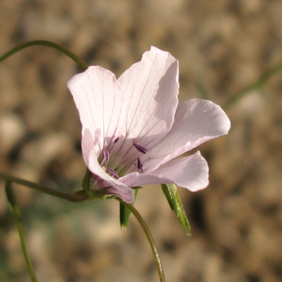 Image of Linum tenuifolium specimen.