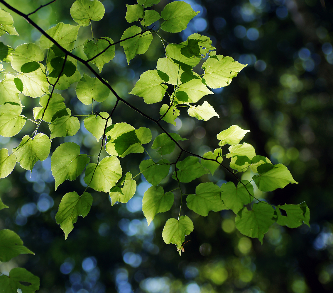 Изображение особи Tilia cordata.