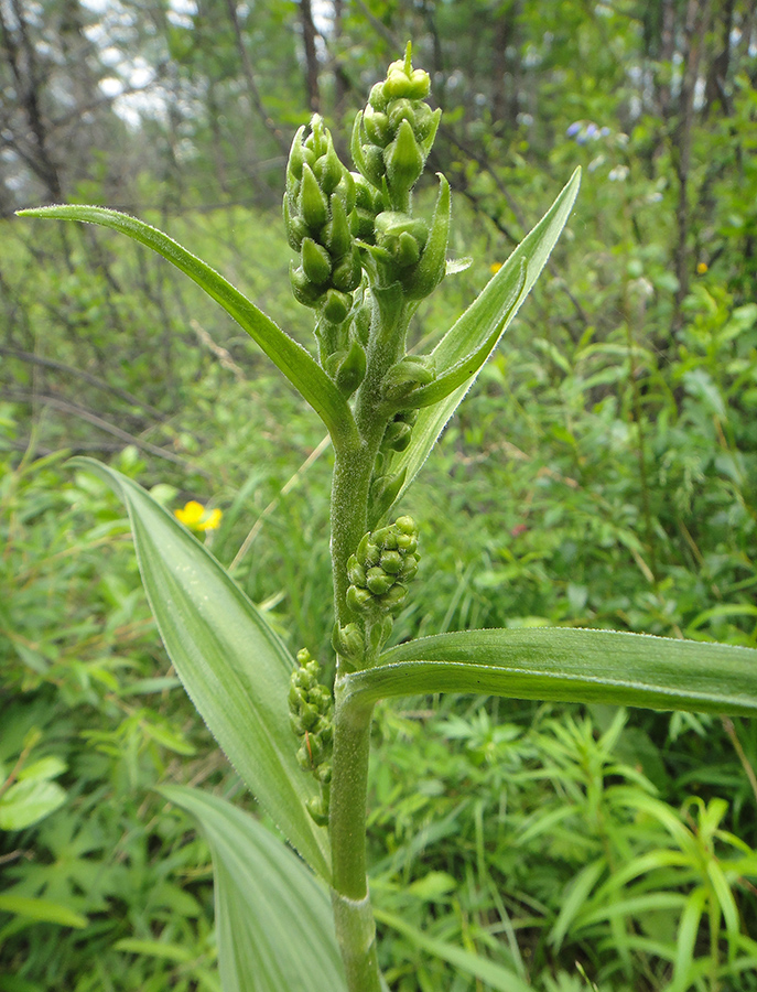 Изображение особи род Veratrum.