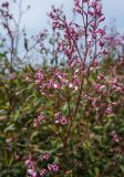 Trachomitum lancifolium