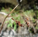 Carex capillaris