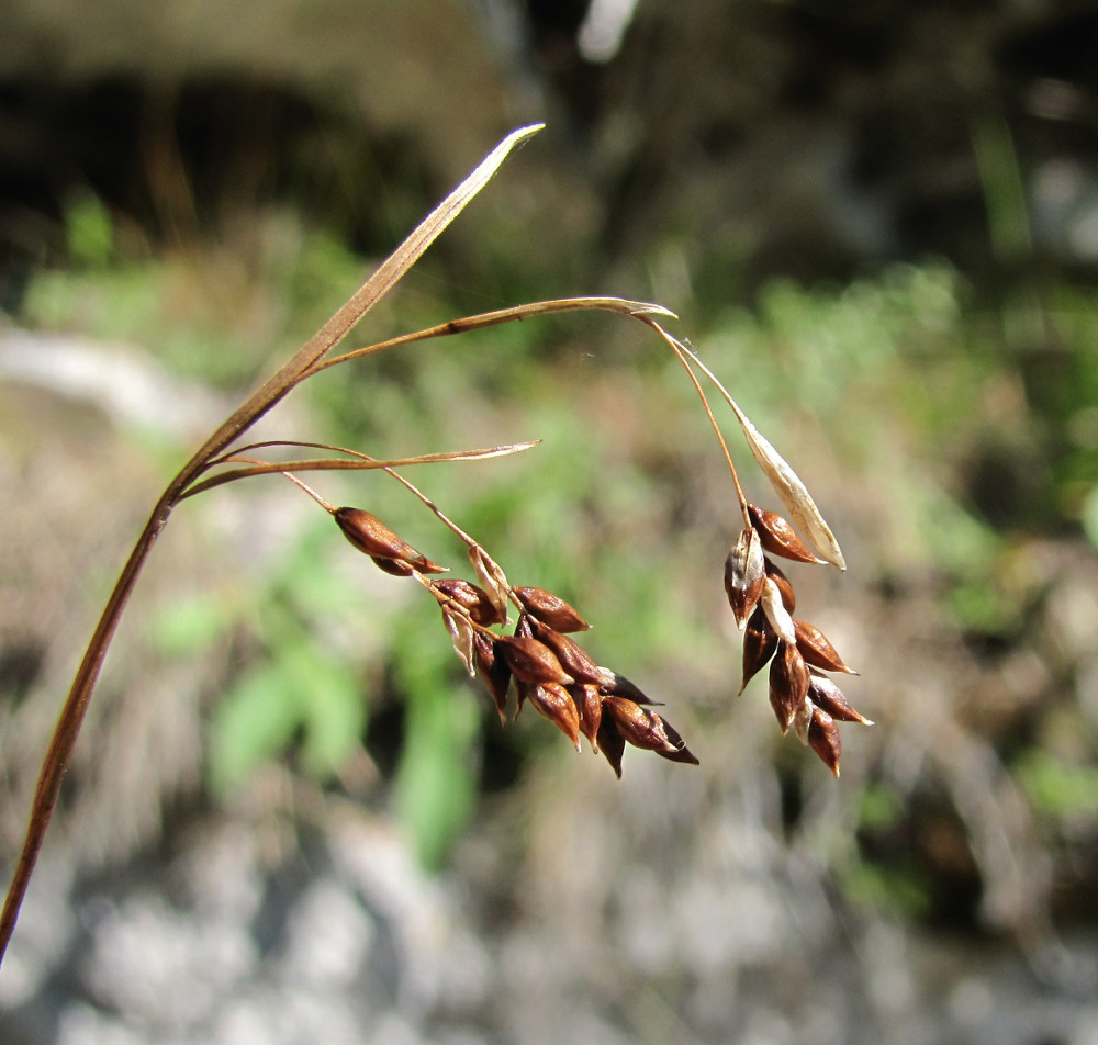 Изображение особи Carex capillaris.