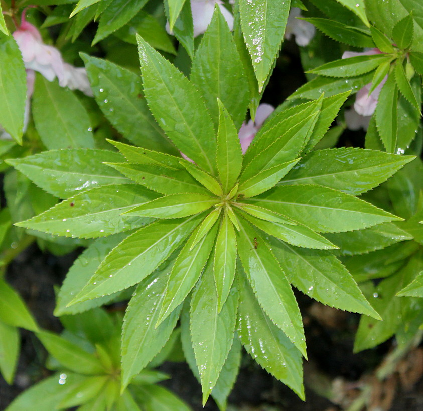 Image of Impatiens balsamina specimen.