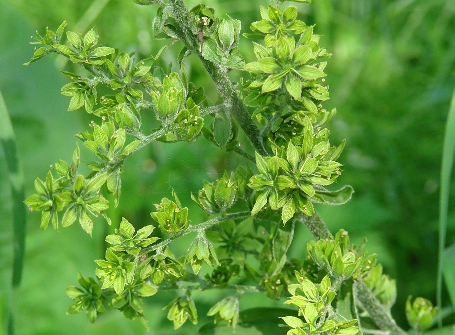 Изображение особи Veratrum lobelianum.