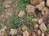 Helichrysum gracilipes. Цветущие растения. Сокотра, плато Моми, окр. пещеры Хок. 02.01.2014.