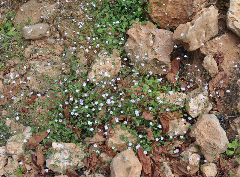 Изображение особи Helichrysum gracilipes.