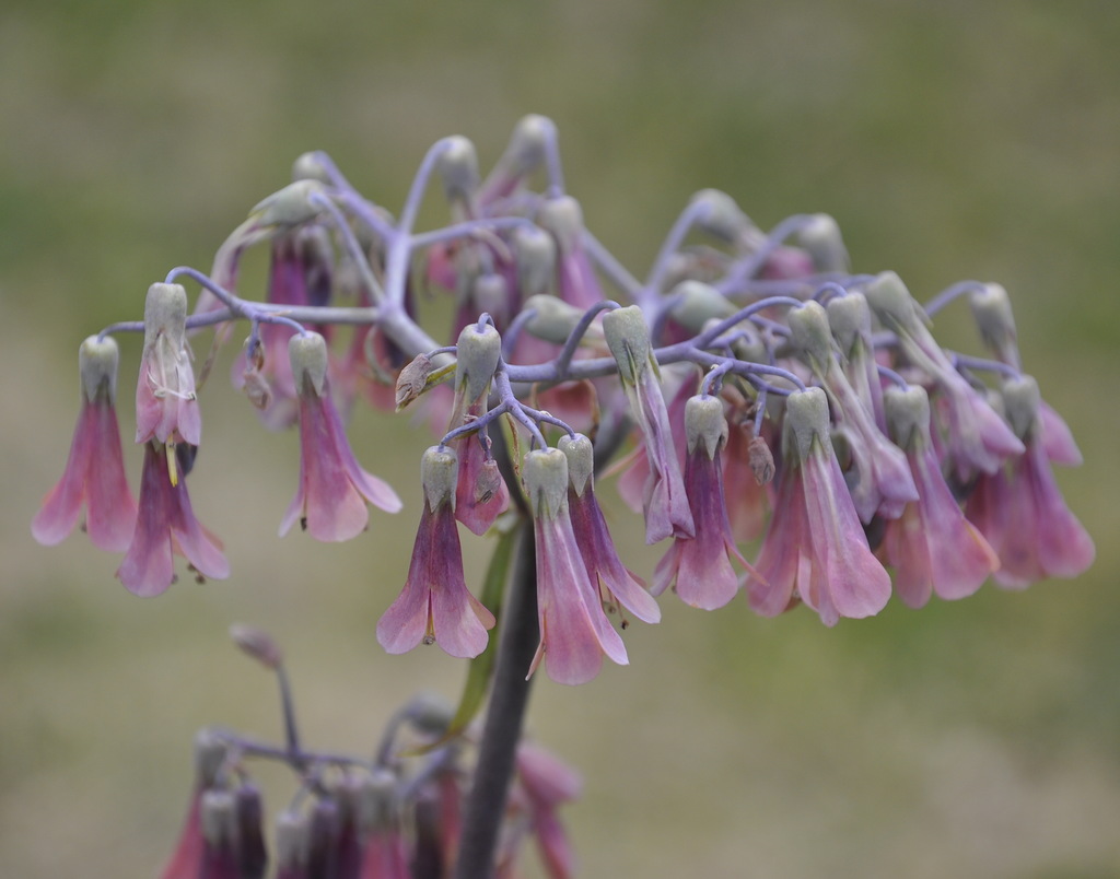Image of Kalanchoe daigremontiana specimen.