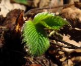 Fragaria vesca. Молодой лист. Курск, ур. Знаменская роща, широколиственный лес. 07.03.2014.