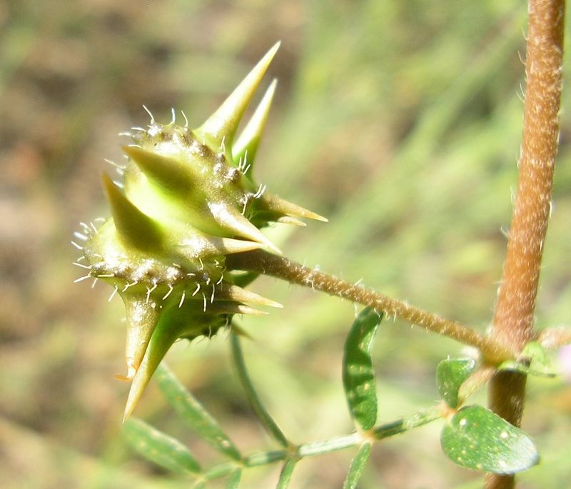 Изображение особи Tribulus terrestris.