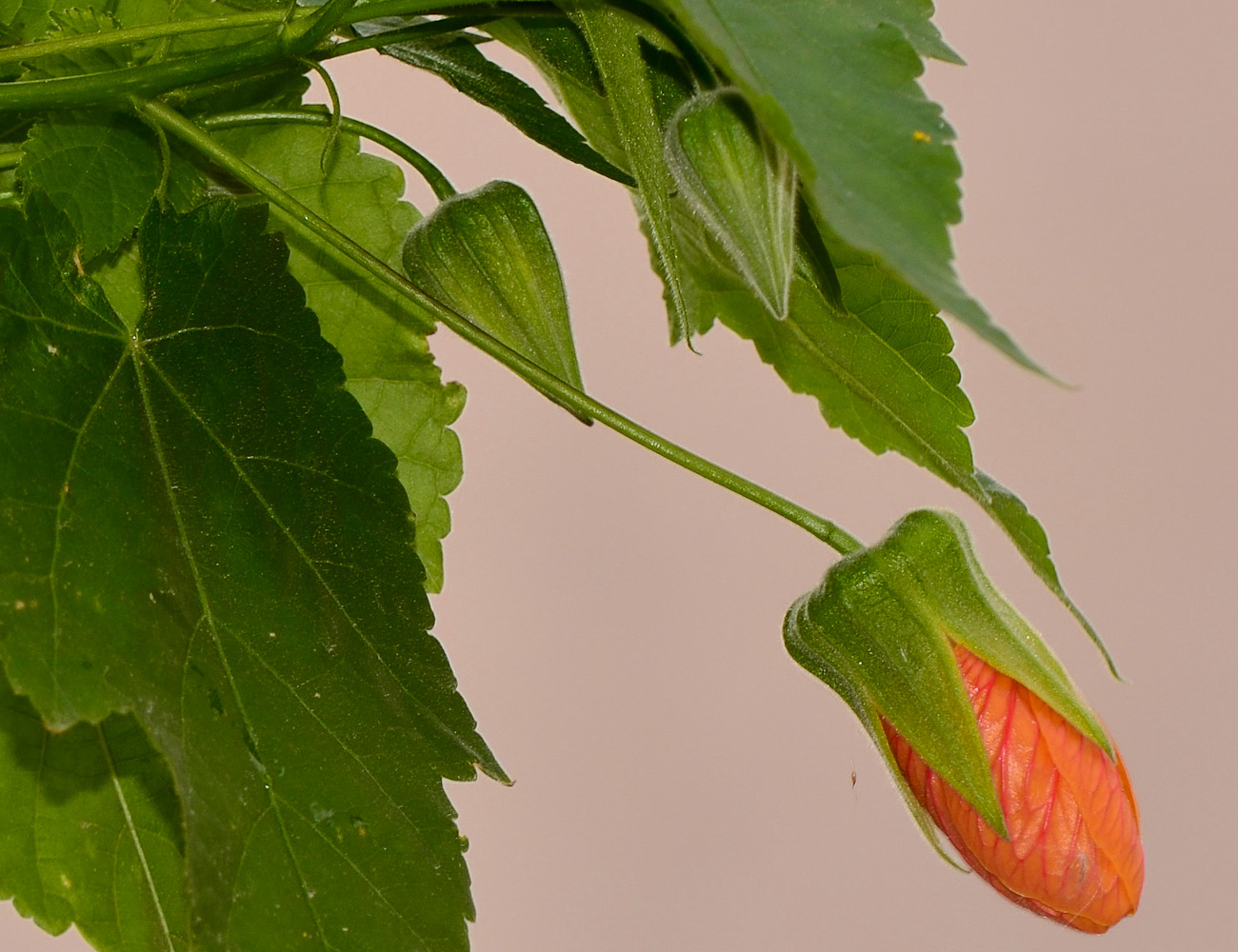 Изображение особи Abutilon &times; hybridum.