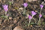 Crocus tommasinianus