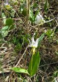 genus Erythronium